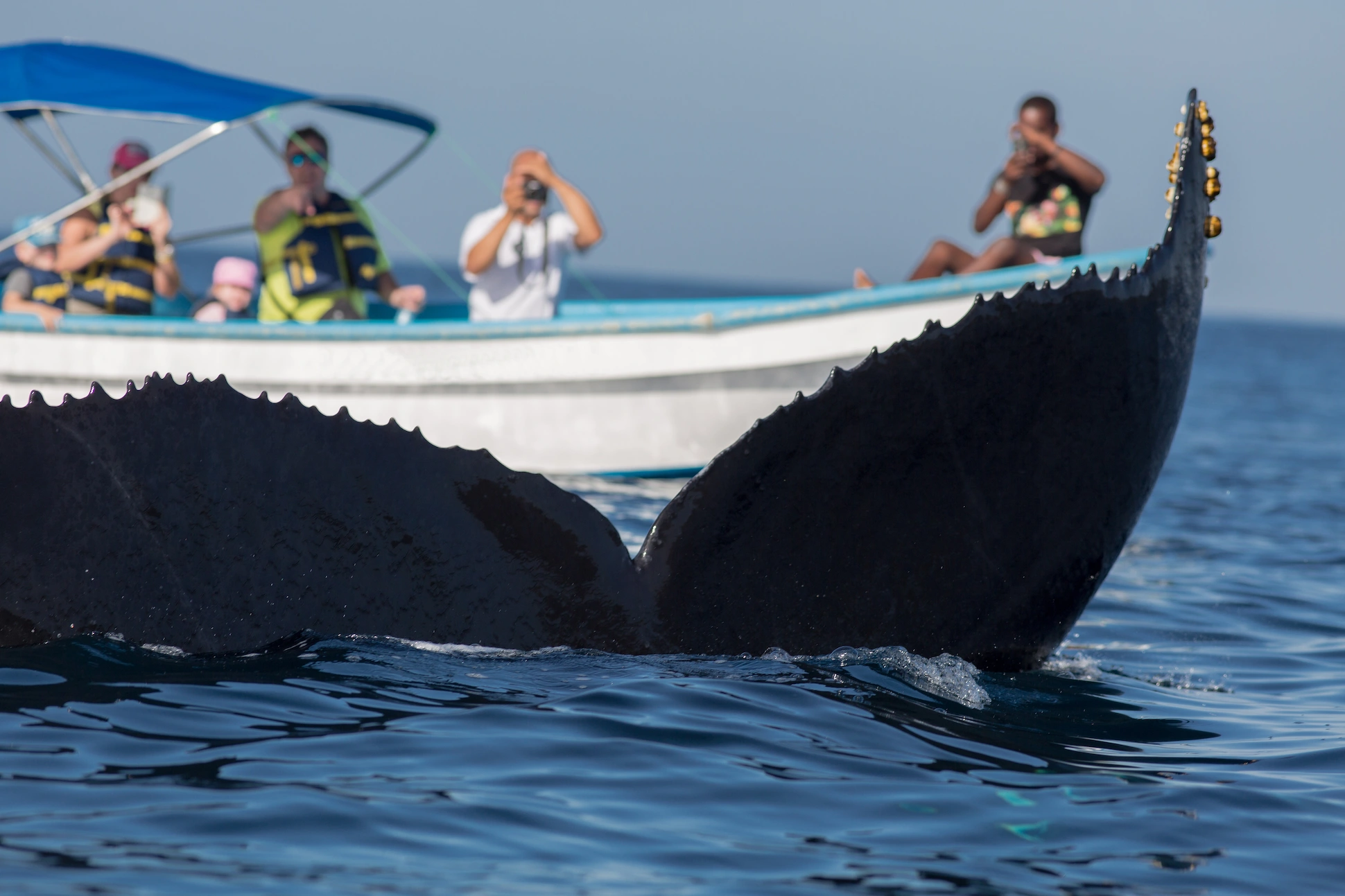 Avistamiento de ballenas desde Santo Domingo